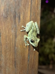 Pristimantis diadematus