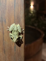 Pristimantis diadematus