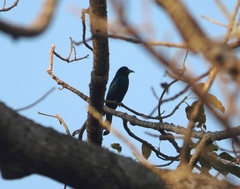 Dicrurus hottentottus