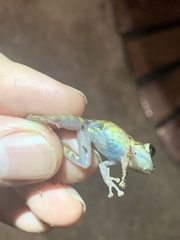 Pristimantis diadematus