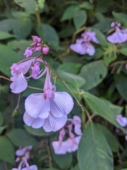 Impatiens maculata