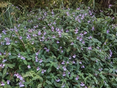 Impatiens maculata
