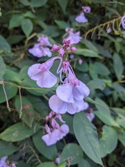 Impatiens maculata
