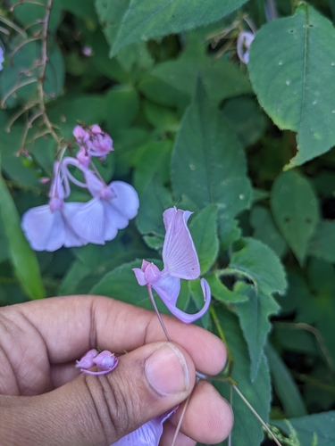 Image of Impatiens maculata by (c) Aparna Krishnan, some rights reserved (CC BY)