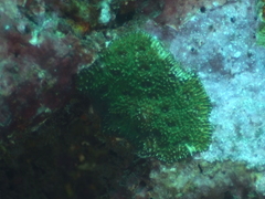 Acanthastrea