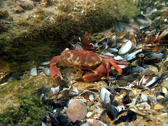 Danielethus crenulatus