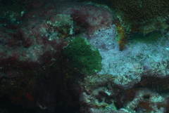 Acanthastrea