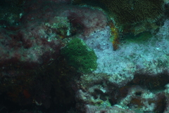 Acanthastrea