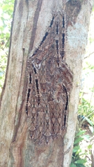 Lebeda nobilis