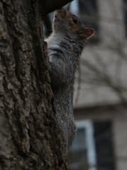 Sciurus carolinensis