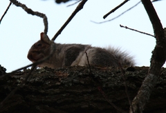 Sciurus carolinensis
