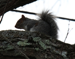Sciurus carolinensis