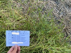 Ludwigia hyssopifolia