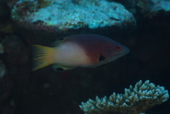 Bodianus axillaris