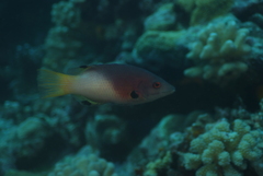 Bodianus axillaris