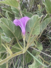 Ipomoea pellita