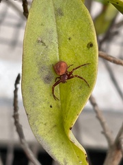 Thomisidae