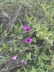 Ipomoea pellita