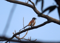 Dendrocitta vagabunda