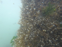 Ectopleura