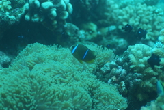 Amphiprion chrysopterus