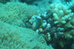 Amphiprion chrysopterus