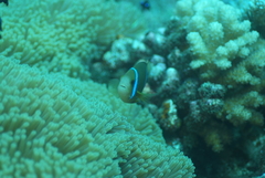 Amphiprion chrysopterus