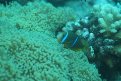 Amphiprion chrysopterus