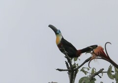 Ramphastos vitellinus