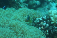 Amphiprion chrysopterus