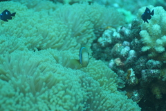 Amphiprion chrysopterus