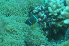 Amphiprion chrysopterus