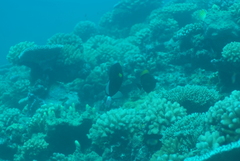 Melichthys vidua