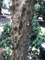 Senegalia nigrescens