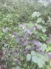 Alternanthera brasiliana