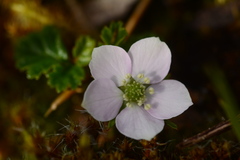 Rubus radicans