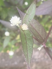 Alternanthera brasiliana