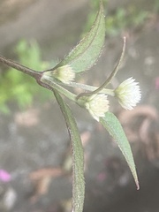 Alternanthera brasiliana