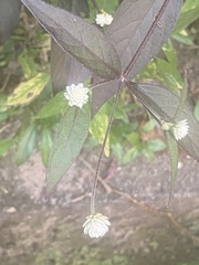 Alternanthera brasiliana