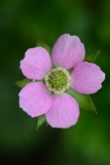 Rubus radicans