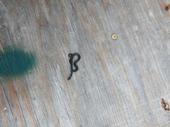 Diadophis punctatus punctatus