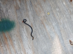 Diadophis punctatus punctatus