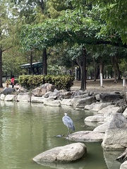 Ardea cinerea jouyi
