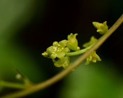 Dioscorea bryoniifolia