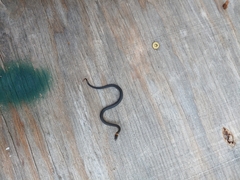 Diadophis punctatus punctatus