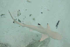 Carcharhinus melanopterus