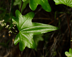 Dioscorea bryoniifolia