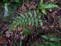 Asplenium polyodon