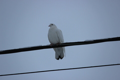 Columba livia domestica