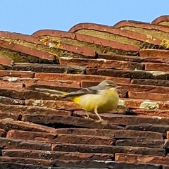 Motacilla cinerea cinerea